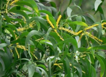 Acacia mangium Willd