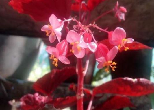 Begonia floccifera