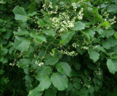 Dalbergia latifolia Roxb